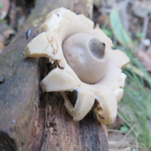 Geastrum sp. at Paddys River, ACT - 30 May 2020 11:45 AM