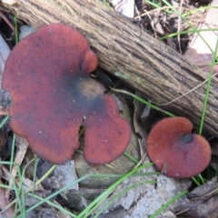 Picipes 'melanopus group' at Tidbinbilla Nature Reserve - 30 May 2020 by Christine