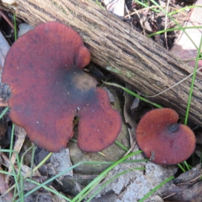 Picipes 'melanopus group' at Paddys River, ACT - 30 May 2020 by Christine