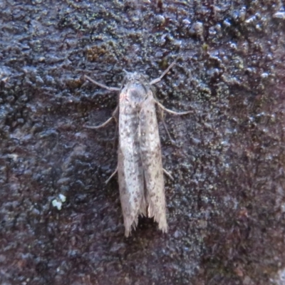 Lepidoscia (genus) ADULT at Paddys River, ACT - 30 May 2020 by Christine