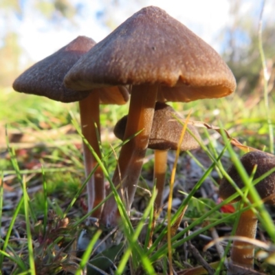 Unidentified Cap on a stem; gills below cap [mushrooms or mushroom-like] at Paddys River, ACT - 30 May 2020 by Christine