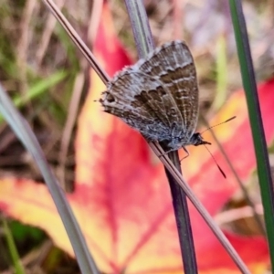 Theclinesthes serpentata at Aranda, ACT - 31 May 2020