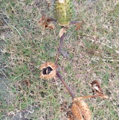 Datura stramonium (Common Thornapple) at Tennent, ACT - 31 May 2020 by Birrabilla
