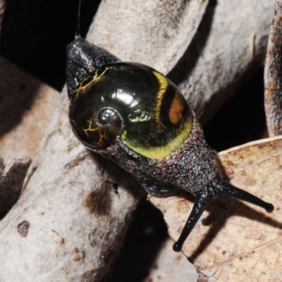 Helicarion cuvieri (A Semi-slug) at Bruce, ACT - 14 Oct 2012 by Harrisi