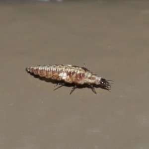 Hemerobiidae sp. (family) at Acton, ACT - 29 May 2020 01:53 PM