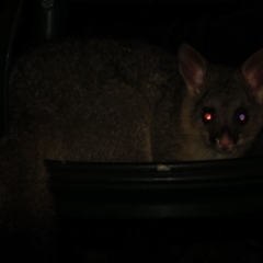 Trichosurus vulpecula (Common Brushtail Possum) at Flynn, ACT - 29 May 2020 by Christine