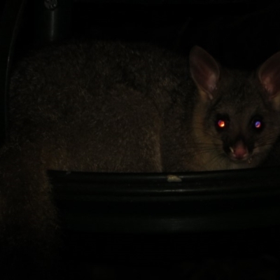 Trichosurus vulpecula (Common Brushtail Possum) at Flynn, ACT - 29 May 2020 by Christine