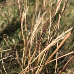 Bothriochloa macra at Griffith, ACT - 31 May 2020