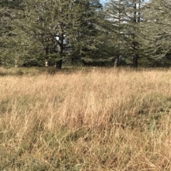 Bothriochloa macra at Griffith, ACT - 31 May 2020