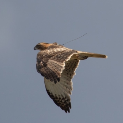 Hieraaetus morphnoides (Little Eagle) at Symonston, ACT - 31 May 2020 by rawshorty