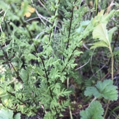 Cheilanthes sieberi (Rock Fern) at Bass Gardens Park, Griffith - 31 May 2020 by ianandlibby1