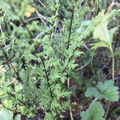 Cheilanthes sieberi (Rock Fern) at Bass Gardens Park, Griffith - 31 May 2020 by ianandlibby1