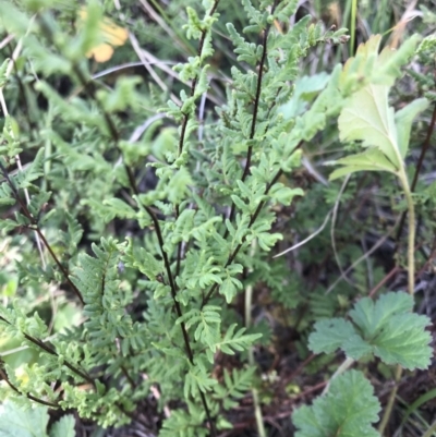 Cheilanthes sieberi (Rock Fern) at Griffith, ACT - 30 May 2020 by ianandlibby1