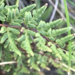 Cheilanthes sieberi at Griffith, ACT - 31 May 2020