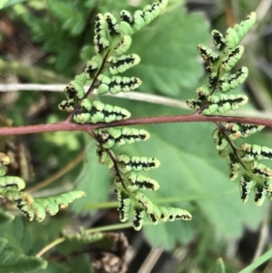 Cheilanthes sieberi at Griffith, ACT - 31 May 2020