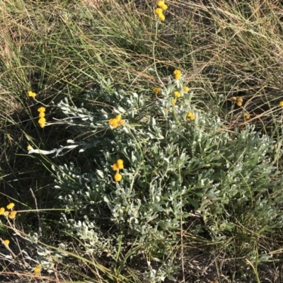 Chrysocephalum apiculatum (Common Everlasting) at Bass Gardens Park, Griffith - 30 May 2020 by ianandlibby1