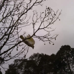 Cacatua galerita at Curtin, ACT - 26 May 2016