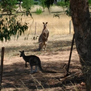 Macropus giganteus at Curtin, ACT - 28 Jan 2017