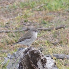 Microeca fascinans (Jacky Winter) at Black Range, NSW - 31 May 2020 by MatthewHiggins