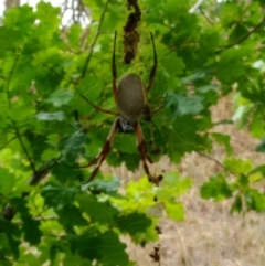 Trichonephila edulis (Golden orb weaver) at Curtin, ACT - 18 Mar 2017 by HiHoSilver