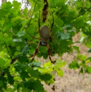 Trichonephila edulis at Curtin, ACT - 18 Mar 2017