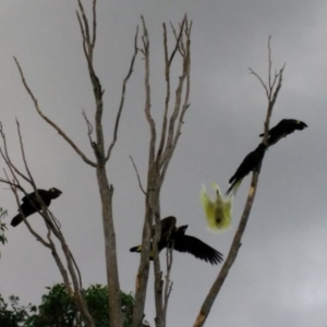 Zanda funerea at Curtin, ACT - 12 Apr 2017