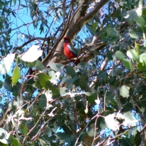 Platycercus elegans at Curtin, ACT - 16 Apr 2017 12:28 PM