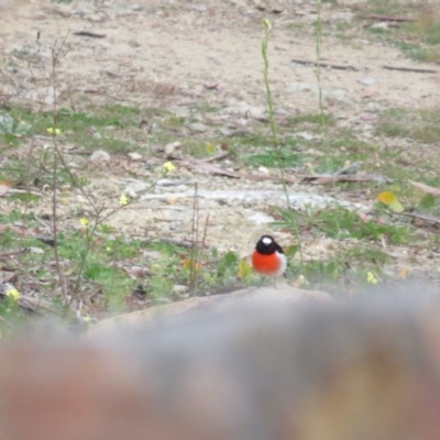 Petroica boodang (Scarlet Robin) at Deakin, ACT - 31 May 2020 by tom.tomward@gmail.com