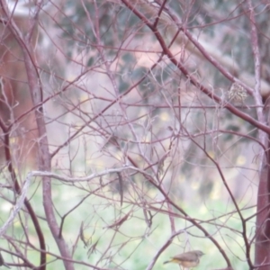 Pyrrholaemus sagittatus at Deakin, ACT - 31 May 2020