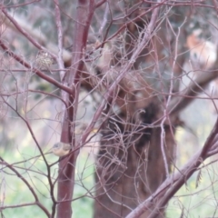 Pyrrholaemus sagittatus at Deakin, ACT - 31 May 2020