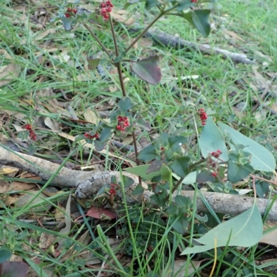 Einadia hastata (Berry Saltbush) at Mount Painter - 31 May 2020 by CathB