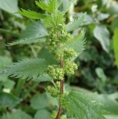 Urtica urens (Small Nettle) at Mount Painter - 31 May 2020 by CathB