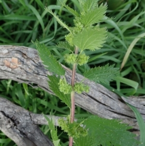 Urtica urens at Cook, ACT - 31 May 2020 11:16 AM