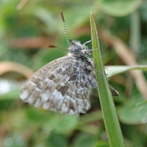 Theclinesthes serpentata at Cook, ACT - 31 May 2020