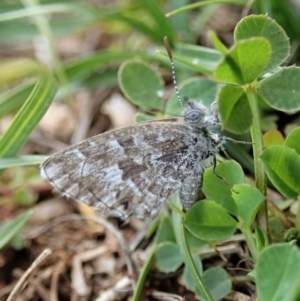 Theclinesthes serpentata at Cook, ACT - 31 May 2020