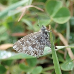 Theclinesthes serpentata at Cook, ACT - 31 May 2020 11:23 AM