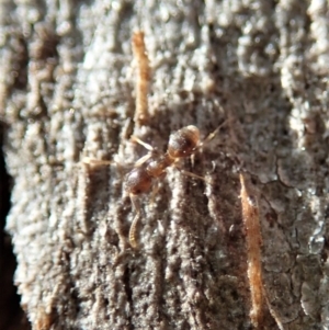 Tapinoma sp. (genus) at Dunlop, ACT - 31 May 2020 12:01 PM