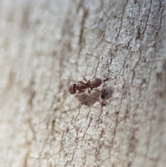 Tapinoma sp. (genus) at Dunlop, ACT - 31 May 2020 12:01 PM