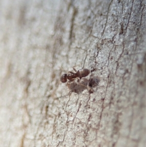 Tapinoma sp. (genus) at Dunlop, ACT - 31 May 2020