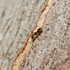 Tapinoma sp. (genus) at Dunlop, ACT - 31 May 2020