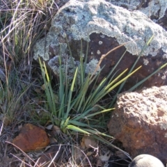 Dianella sp. aff. longifolia (Benambra) (Pale Flax Lily, Blue Flax Lily) at Franklin, ACT - 29 May 2020 by MichaelMulvaney