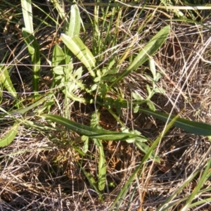 Gazania rigens at Franklin, ACT - 29 May 2020