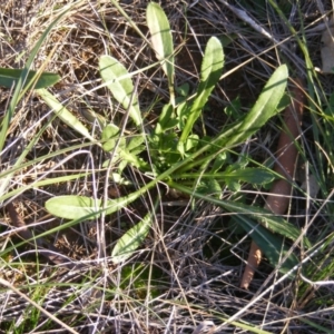 Gazania rigens at Franklin, ACT - 29 May 2020