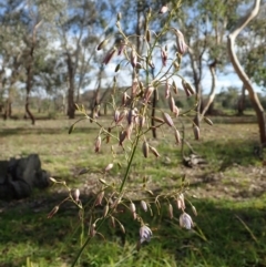 Dianella sp. aff. longifolia (Benambra) at Cook, ACT - 31 May 2020