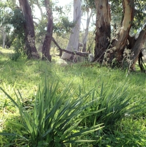 Dianella sp. aff. longifolia (Benambra) at Cook, ACT - 31 May 2020