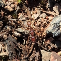Aphaenogaster longiceps (Funnel ant) at Aranda Bushland - 9 Mar 2020 by CathB