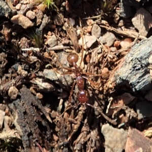 Aphaenogaster longiceps at Aranda, ACT - 9 Mar 2020