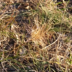 Aristida behriana (Bunch Wiregrass) at Franklin, ACT - 29 May 2020 by MichaelMulvaney