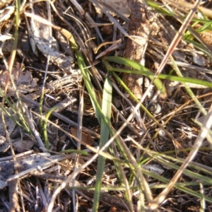 Aristida behriana at Franklin, ACT - 29 May 2020