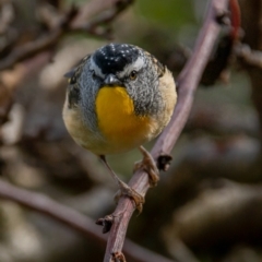 Pardalotus punctatus at Florey, ACT - 31 May 2020